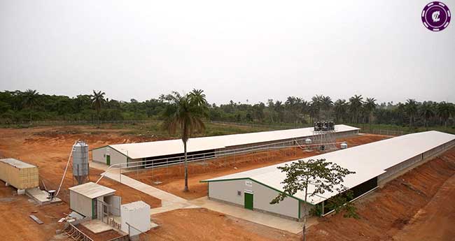 White plain farms, Nigeria